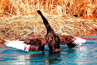 《流浪汉模拟器》Steam版8月26日发售 做潇洒乞丐