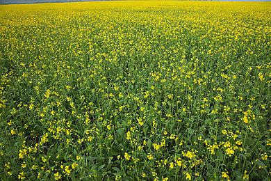 PS+欧美服5月会免游戏公布 《骑士精神2》等